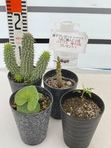 2644 「塊根植物」実生 4株セット【アフリカ亀甲竜・ポリゴナ・バロニー・パキプス・購入でパキプス種子プレゼント】