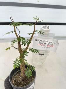 2640 「実生」センナ メリディオナリス 大【・発根・Senna meridionalis・葉落ちする・購入でパキプス種子プレゼント】