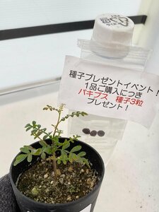 2613 「実生」オペルクリカリア パキプス ２年株【発根・Operculicarya pachypus・塊根植物・葉落する・購入でパキプス種子プレゼント】