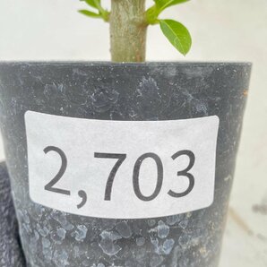 2703 「実生」パキポディウム ウィンゾリ 【種から発芽・発根・Pachypodium windsorii・塊根植物・購入でパキプス種子プレゼント】の画像4