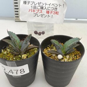 2478 「高級】アガベ チタノタ 藍鯨 2株セット【発根・超厳選極上子株・Agave titanota・購入でパキプス種子プレゼント】の画像1