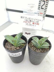 2560 「多肉植物】アガベ　ホワイトアイス 2株セット【発根・子株・agave white ice・購入でパキプス種子プレゼント】