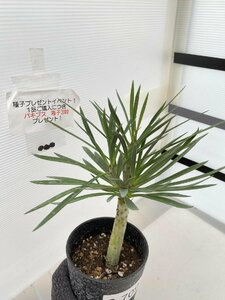 2709 「観葉植物」 セネシオ・クレイニア ”モンキーツリー”【Senecio kleinia・葉落ち可能性・購入でパキプス種子プレゼント】