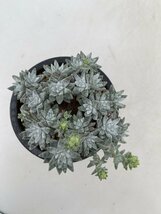 2732 「多肉植物」ダドレア グノマ 植え【発根未確認・Dudleya gnoma・検）グリーニー・購入でパキプス種子プレゼント】_画像2