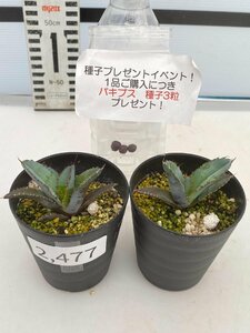 2477 「高級】アガベ チタノタ 藍鯨 2株セット【発根・超厳選極上子株・Agave titanota・購入でパキプス種子プレゼント】