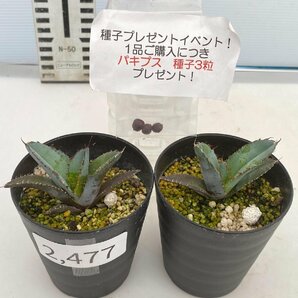 2477 「高級】アガベ チタノタ 藍鯨 2株セット【発根・超厳選極上子株・Agave titanota・購入でパキプス種子プレゼント】の画像1