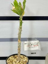 2821 「塊根植物」モナデニウム トーレイ 植え【発根・多肉植物・Monadenium torrei・購入でパキプス種子プレゼント】_画像1