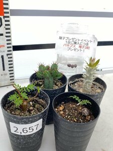 2657 「塊根植物」実生 4株セット【センナ・ヘプタゴナ・ホロンベンセ・パキプス・購入でパキプス種子プレゼント】