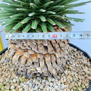 2949 「観葉植物」ユッカ ロストラータ 特大【美株・大株・Yucca rostrata・購入でパキプス種子プレゼント】の画像4