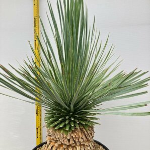 2949 「観葉植物」ユッカ ロストラータ 特大【美株・大株・Yucca rostrata・購入でパキプス種子プレゼント】の画像1