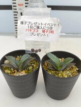 2478 「高級】アガベ チタノタ 藍鯨 2株セット【発根・超厳選極上子株・Agave titanota・購入でパキプス種子プレゼント】_画像2