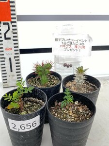 2656 「塊根植物」実生 4株セット【センナ・ヘプタゴナ・ホロンベンセ・パキプス・購入でパキプス種子プレゼント】