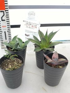 2567 「塊根植物」アガベ+パキプス実生 4株セット【セルシーノヴァ・藍鯨・ホリダ・購入でパキプス種子プレゼント】