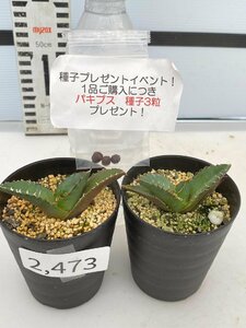 2473 「高級】アガベ チタノタ 蟹 2株セット【発根・多肉植物・超厳選極上子株・Agave titanota・購入でパキプス種子プレゼント】