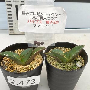 2473 「高級】アガベ チタノタ 蟹 2株セット【発根・多肉植物・超厳選極上子株・Agave titanota・購入でパキプス種子プレゼント】の画像1