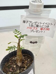 2639 「実生」センナ　メリディオナリス【・発根・Senna meridionalis・葉落ちする・購入でパキプス種子プレゼント】