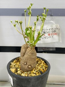 2861 「多肉植物】ユーフォルビア フィッシュスケール 植え【未発根・Euphorbia fish bone・購入でパキプス種子プレゼント】