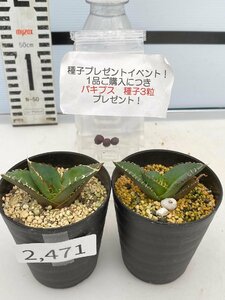 2471 「高級】アガベ チタノタ 蟹 2株セット【発根・多肉植物・超厳選極上子株・Agave titanota・購入でパキプス種子プレゼント】