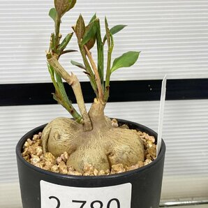 2780 「多肉植物I】モナデニウム モンタナム 植え【・発根・Monadenium montanum・購入でパキプス種子プレゼント】の画像4