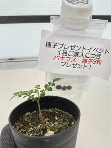 2580 「実生」オペルクリカリア パキプス ２年株【発根・Operculicarya pachypus・塊根植物・葉落する・購入でパキプス種子プレゼント】