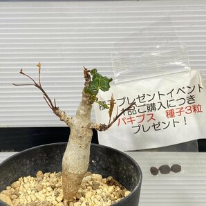 2846 「塊根植物」ボスウェリア ナナ 植え【多分発根開始・Boswellia nana・希少・多肉植物・購入でパキプス種子プレゼント】の画像1