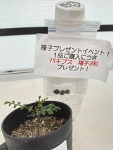 2579 「実生」オペルクリカリア パキプス ２年株【発根・Operculicarya pachypus・塊根植物・葉落する・購入でパキプス種子プレゼント】_画像4