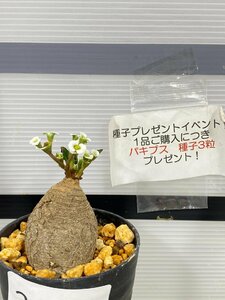 2854 「多肉植物】ユーフォルビア フィッシュスケール 植え【未発根・Euphorbia fish bone・購入でパキプス種子プレゼント】