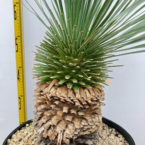 2948 「観葉植物」ユッカ ロストラータ 特大【美株・大株・Yucca rostrata・購入でパキプス種子プレゼント】の画像9