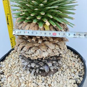 2948 「観葉植物」ユッカ ロストラータ 特大【美株・大株・Yucca rostrata・購入でパキプス種子プレゼント】の画像4