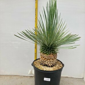 2949 「観葉植物」ユッカ ロストラータ 特大【美株・大株・Yucca rostrata・購入でパキプス種子プレゼント】の画像2