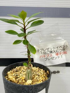 2851 「実生」フォークイエリア　ファシクラータ【有望株・Fouquieria fasciculata・塊根植物・購入でパキプス種子プレゼント】