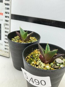 5490 「激レア高級品種」アガベ チタノタ ハデス 黒帝斯 2株セット【発根・Agave titanota Hades・恐竜牙歯・リュウゼツラン】