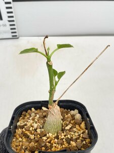 5104 「実生」マテレア シクロフィラ 植え【発根開始・Matelea cyclophylla・多肉植物・Gonolobus cyclophyllus】