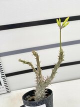 5088 「実生」パキポディウム マカイエンセ 植え【種から発芽！・発根・Pachypodium makayense・塊根植物】_画像1