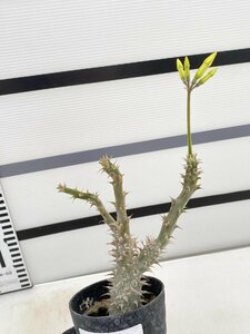 5088 「実生」パキポディウム マカイエンセ 植え【種から発芽！・発根・Pachypodium makayense・塊根植物】