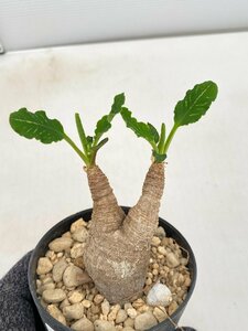 5114 「多肉植物】ユーフォルビア フィッシュスケール 植え【発芽・発根未確認・Euphorbia fish bone・フィッシュボーン】