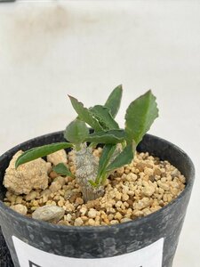 5134 「実生」ユーフォルビア スザンナエ マルニエラエ 植え【発根・Euphorbia suzannae-marnierae・実生】