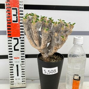 5508 「多肉植物」ユーフォルビア ギラウミニアナ 植え【Euphorbia guillauminiana・発根・発芽開始】の画像2