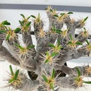 5508 「多肉植物」ユーフォルビア ギラウミニアナ 植え【Euphorbia guillauminiana・発根・発芽開始】の画像5