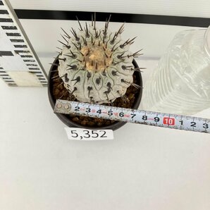 5352 「サボテン」コピアポア コルムナアルバ 植え【発根・多肉植物・Copiapoa columna-alba・希少株・美株】の画像5