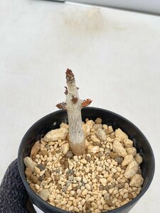 5144 「塊根植物」ボスウェリア　ナナ 植え【多分発根開始・Boswellia nana・希少・多肉植物】