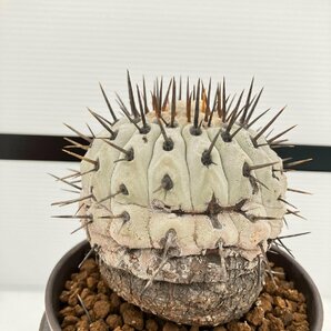 5352 「サボテン」コピアポア コルムナアルバ 植え【発根・多肉植物・Copiapoa columna-alba・希少株・美株】の画像4