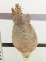 4548 「塊根植物」パキポディウム グラキリス S 抜き苗【最新到着・gracilius・根切確認済】_画像4