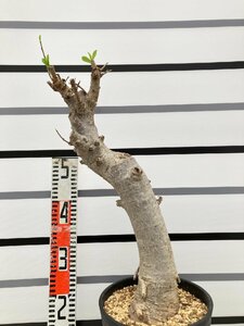 5463 「塊根植物」アダンソニア　バオバブ　植え【発根未確認・芽吹き・adansonia】