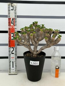 5501 「多肉植物」ユーフォルビア ギラウミニアナ大 植え【Euphorbia guillauminiana・発根・発芽開始】