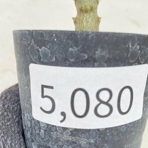 5080 「実生」パキポディウム ウィンゾリ 【種から発芽・発根・Pachypodium windsorii・塊根植物】の画像4