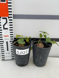 5027 「実生」ディオスコレア アフリカ亀甲竜 2株セット【発根・Dioscorea elephantipes・美株】