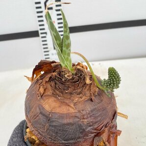 5193 「球根植物」 レデボウリア オヴァティフローラ 植え【発根未確認・Ledebouria ovatiflora】の画像1