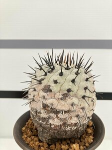 5353 「サボテン」コピアポア コルムナアルバ 植え【発根・多肉植物・Copiapoa columna-alba・希少株・美株】