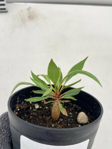 4968 「塊根植物」フォークイエリア プルプシー【実生・Fouquieria purpusii・葉落ちする】